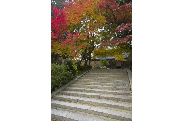 もみじ