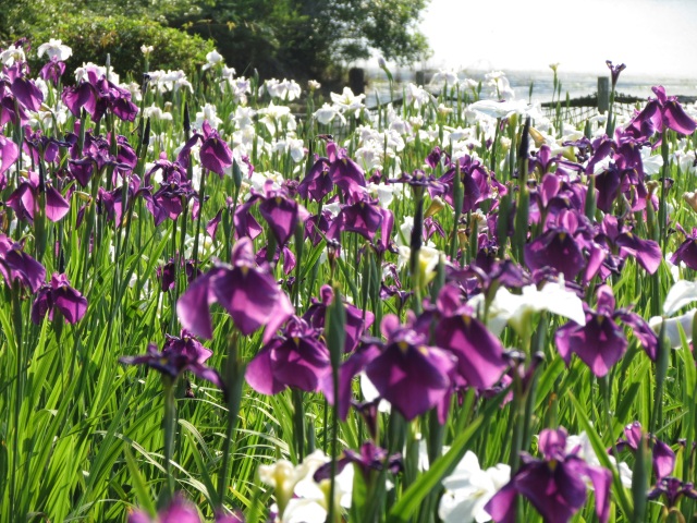 物見山総合公園