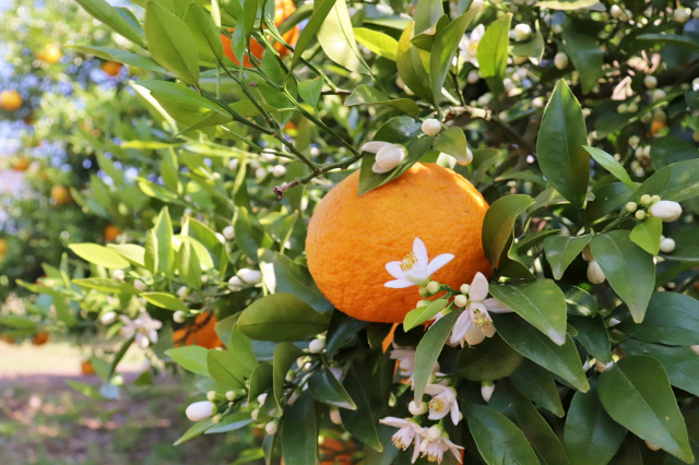 萩城下町の夏みかんの花のかおり