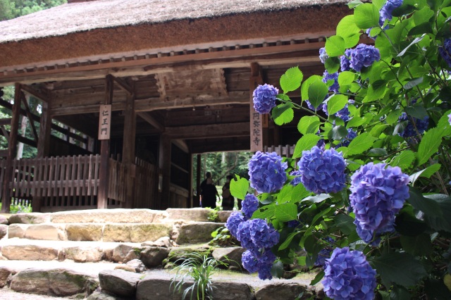東大寺別院阿弥陀寺 あじさいまつり