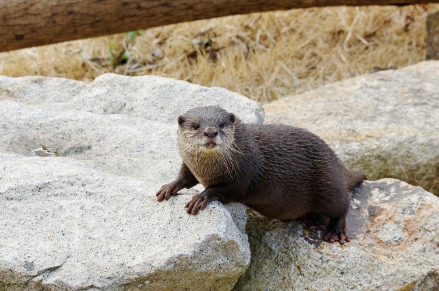 コツメカワウソ