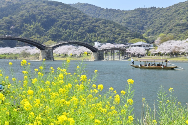 錦帯橋　春の遊覧船「さくら舟」
