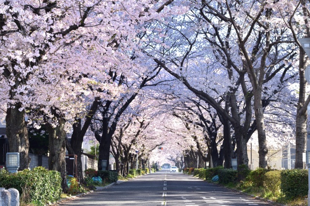 緑と文化のプロムナード 桜並木