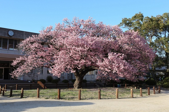 防府市向島の寒桜