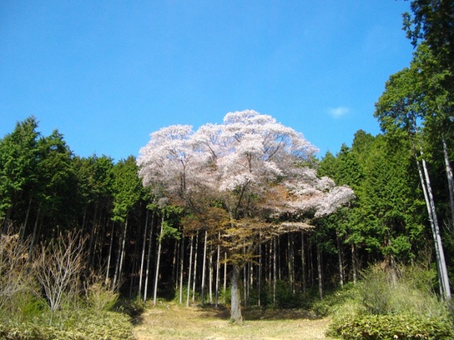 金松桜