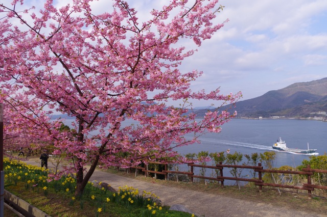城山歴史公園桜まつり