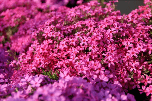 アクトビレッジおのの芝桜